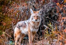 Coyote killed after visitor bitten in Cape Breton Highlands National Park