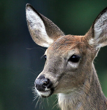 Richmond officials pleased with response to deer initiative