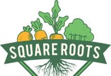 Square Roots finds support remains strong despite winter slowdown