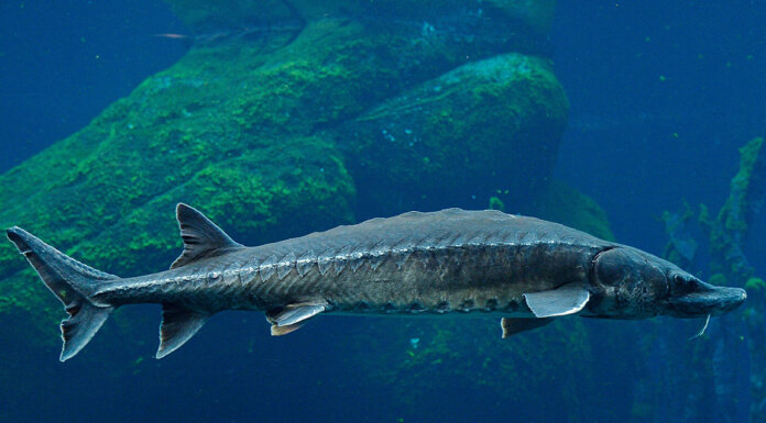 Significant discovery of Atlantic sturgeon in Sonoral