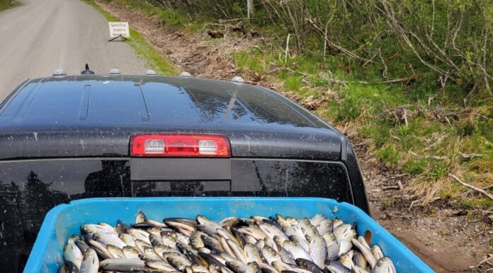 DFO seizes 836 kilograms of gaspereau in Richmond County