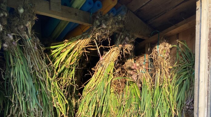 Organic garlic available from Inverness County Cares