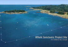 Ontario belugas not coming to Port Hilford; Whales approved for move to U.S. aquariums