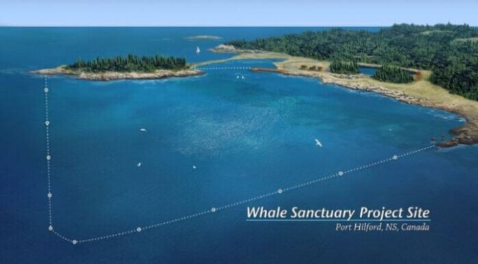 Agencies ‘collaborating’ to help whales, says Whale Sanctuary Project head