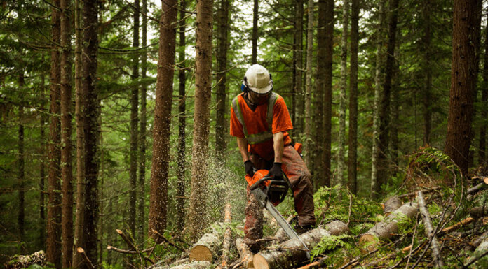 Forestry innovation funding targets new markets, wildfire prevention