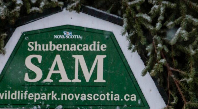 Groundhog Day event cancelled, but Shubenacadie Sam still predicts early Spring