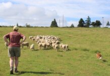 From sheep to sweater: Cape Breton wool project brings local craft full circle