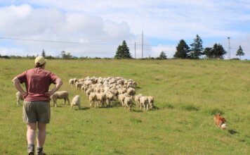 From sheep to sweater: Cape Breton wool project brings local craft full circle