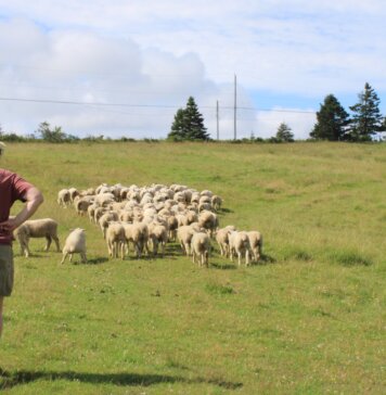 From sheep to sweater: Cape Breton wool project brings local craft full circle