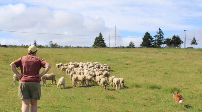 From sheep to sweater: Cape Breton wool project brings local craft full circle